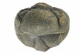 Wide, Bumpy Enrolled Morocops Trilobite #125148-2
